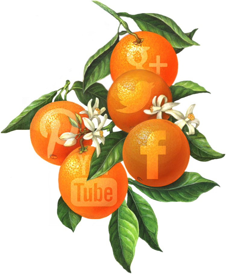 social media marketing website design Orange Snowman