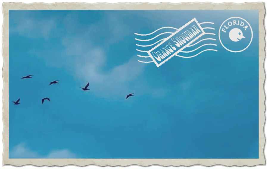 pelican-flight-postcards.jpg