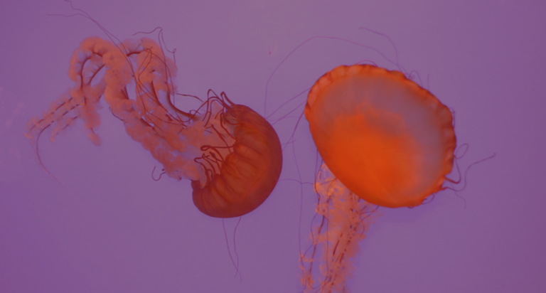 Photo Essay- JellyFish